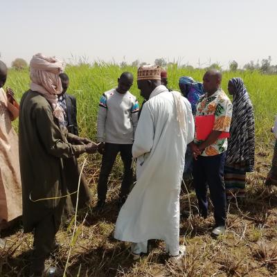niger allevatori